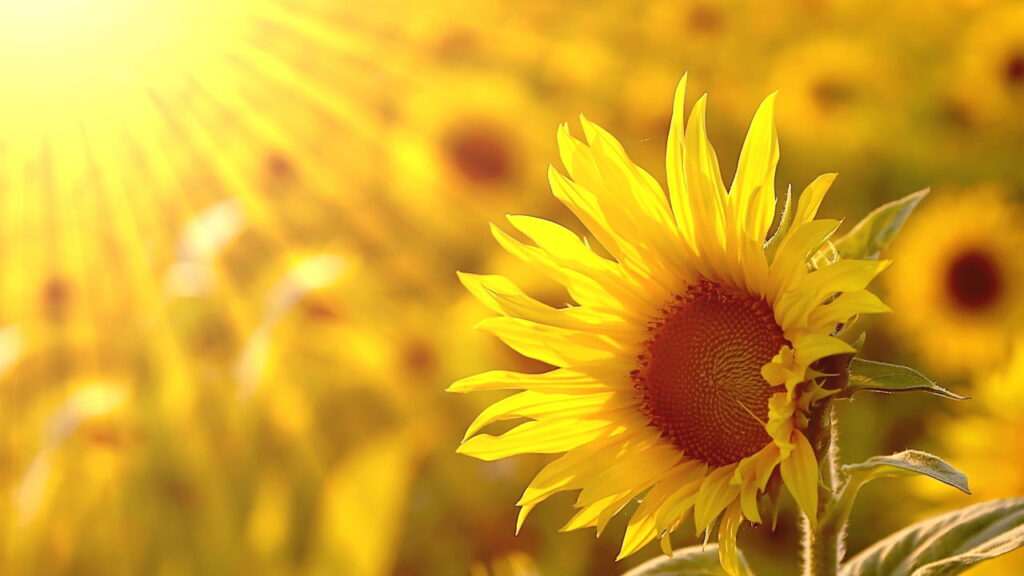 As três flores que resistem ao calor forte e ainda vida ao seu jardim