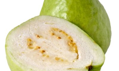 Como plantar goiaba branca em casa e manter as folhas sempre saudáveis