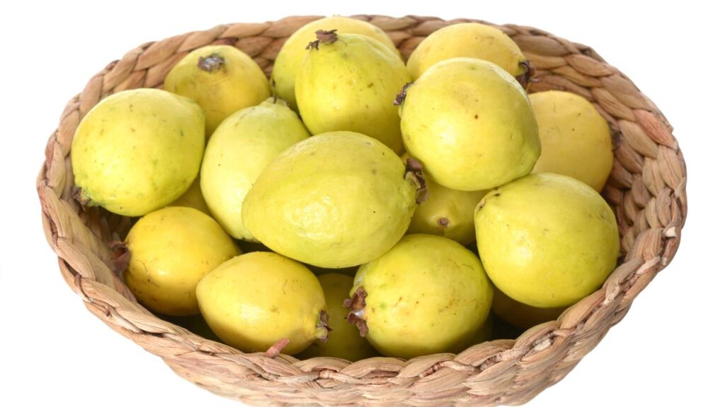 Como plantar goiaba branca em casa e manter as folhas sempre saudáveis