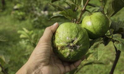 Goiabeira atrai pragas por falta deste cuidado básico