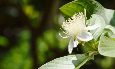 Um erro simples pode deixar sua goiabeira anos sem produzir