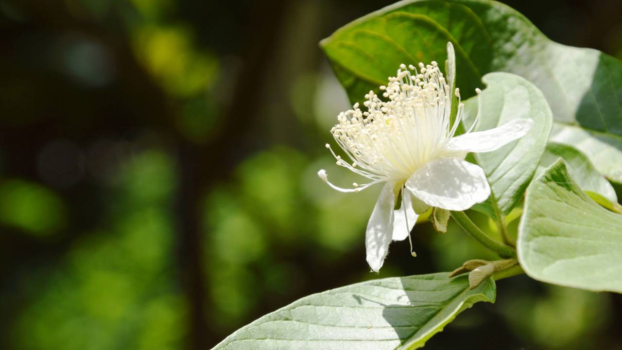 Um erro simples pode deixar sua goiabeira anos sem produzir