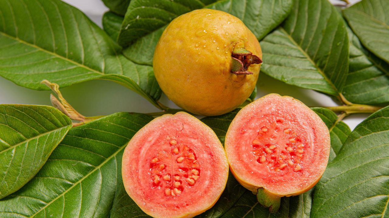 Você sabia que é possível cultivar goiaba vermelha em casa e colher mais rápido do que imagina