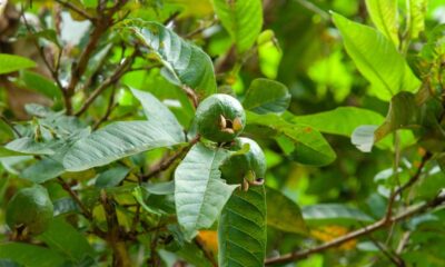 Como adubar sua goiabeira para ter frutas maiores e doces no seu quintal