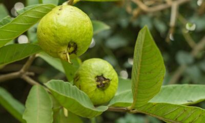 A goiabeira anã é uma excelente opção para quem deseja cultivar frutas em espaços pequenos, como apartamentos ou casas com quintal reduzido, pois essa árvore de porte compacto produz frutos saborosos e permite acompanhar o processo de cultivo de alimentos em casa.
