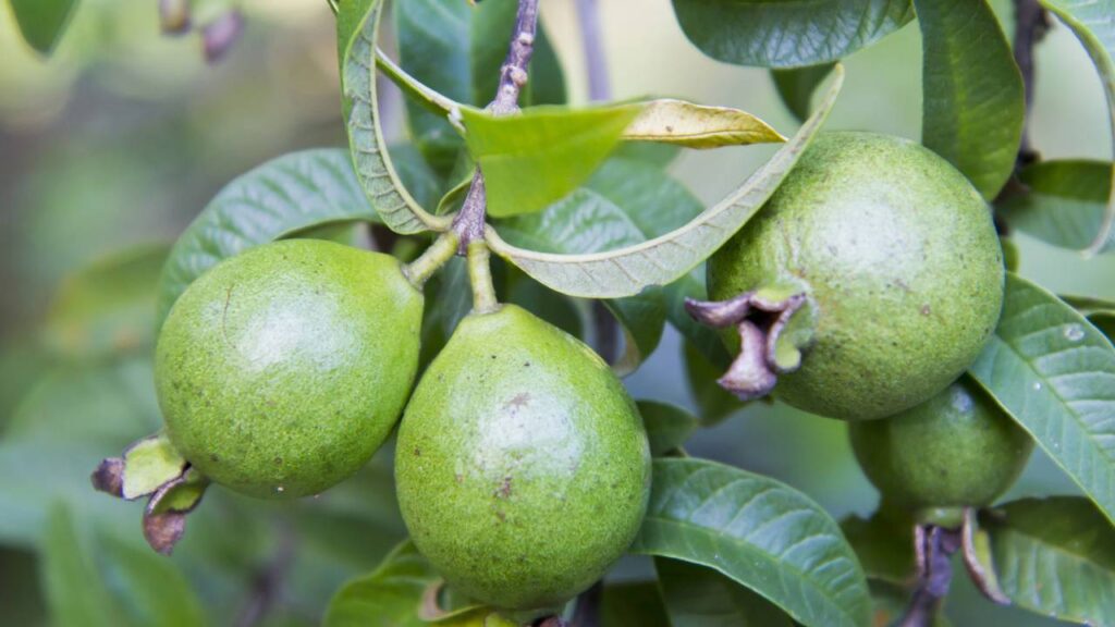 A goiabeira anã é uma excelente opção para quem deseja cultivar frutas em espaços pequenos, como apartamentos ou casas com quintal reduzido, pois essa árvore de porte compacto produz frutos saborosos e permite acompanhar o processo de cultivo de alimentos em casa.