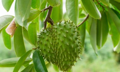 Como plantar graviola e prevenir doenças nas folhas novas