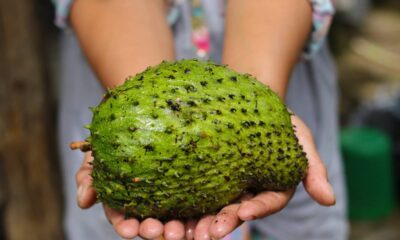 Plantar graviola, fruta tropical muito apreciada por seu sabor marcante e pelos benefícios à saúde, pode ser uma atividade recompensadora quando há atenção a alguns cuidados importantes para seu desenvolvimento e produção.