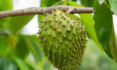 Como plantar graviola em casa e colher frutos direto do seu quintal