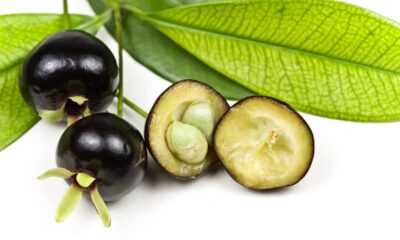 Como plantar grumixama e manter o pomar produtivo o ano inteiro