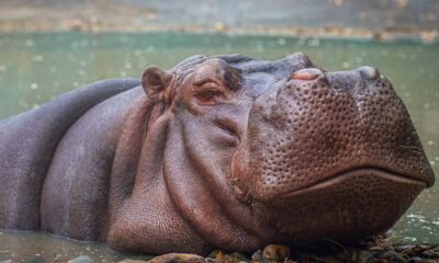 Qual é o feminino de hipopótamo?