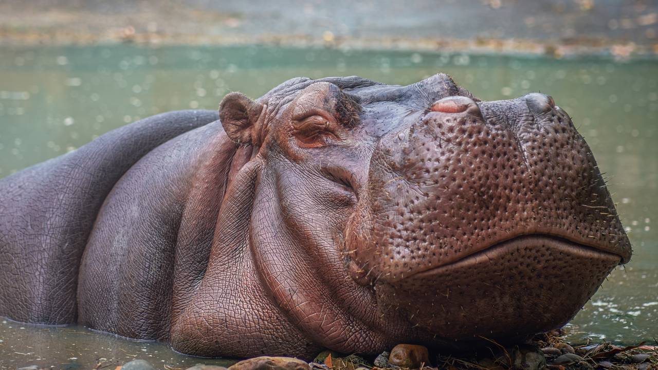 Qual é o feminino de hipopótamo?