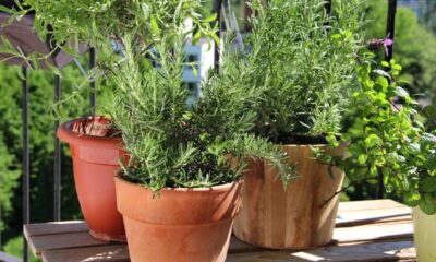 Quanto custa montar uma horta orgânica com temperos frescos