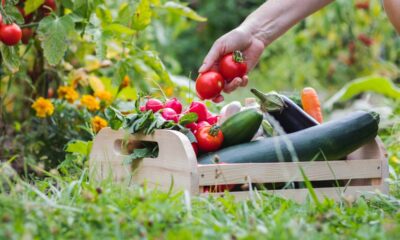 Jardineiros usam essa flor como barreira natural para salvar sua horta de pragas