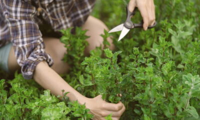As formigas são uma presença comum e indesejada em muitas cozinhas, tornando-se um incômodo na rotina doméstica. Folhas de hortelã representam uma solução natural