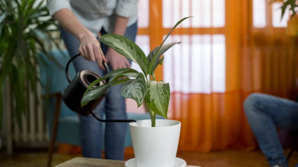 Usar água de batata para regar suas plantas é uma técnica natural, econômica e eficaz para impulsionar o crescimento saudável das espécies de seu jardim ou horta