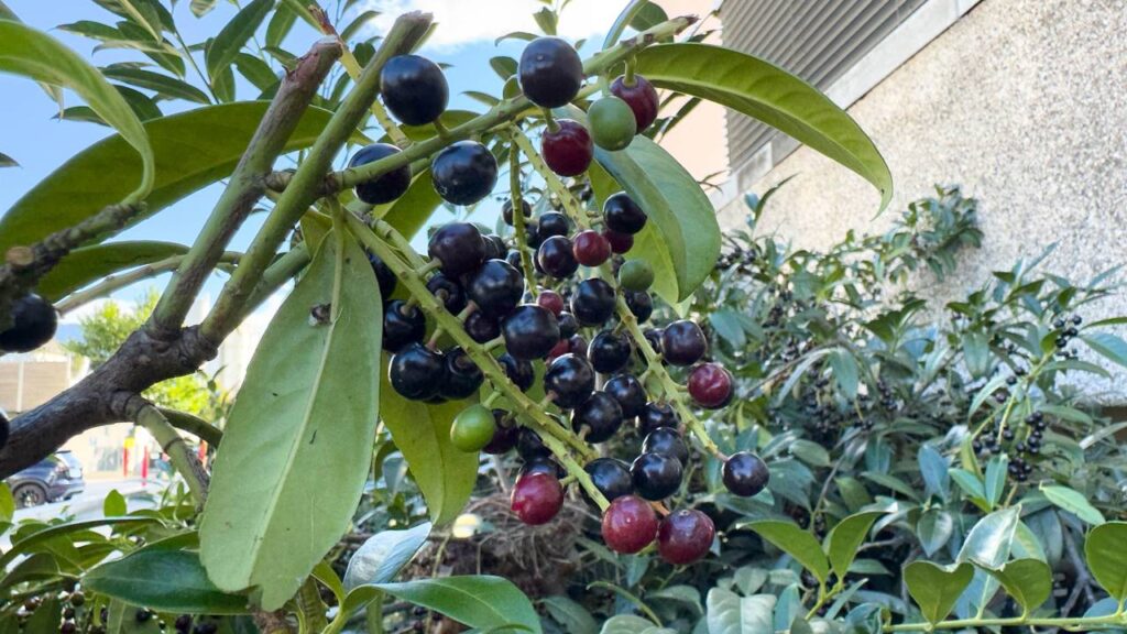 O melhor jeito de adubar jabuticabeira e colher mais em menos tempo