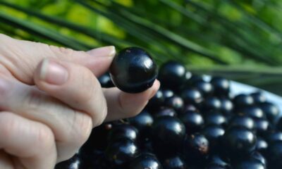 O melhor jeito de adubar jabuticabeira e colher mais em menos tempo