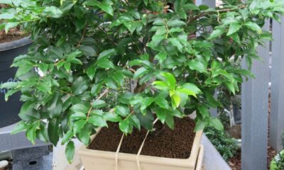 O cultivo de jabuticabeira pode ser desafiador, especialmente para quem deseja acelerar o desenvolvimento da planta de forma saudável