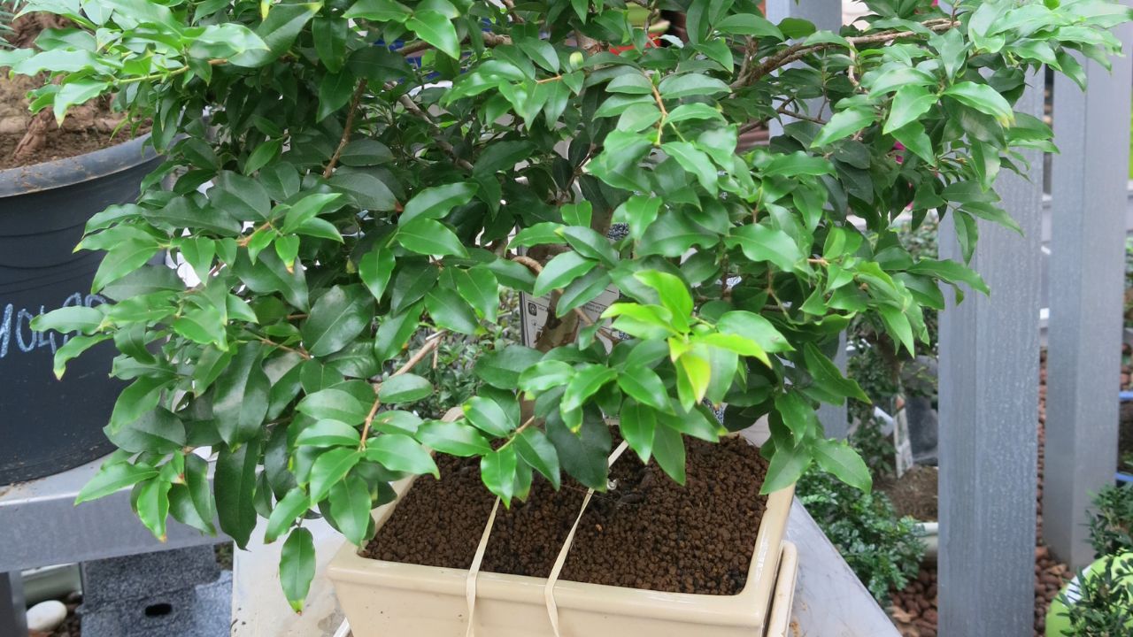 O cultivo de jabuticabeira pode ser desafiador, especialmente para quem deseja acelerar o desenvolvimento da planta de forma saudável