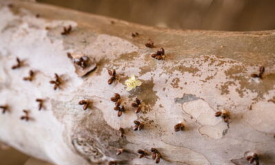 A jabuticabeira é uma árvore frutífera muito cultivada no Brasil, valorizada por seus frutos doces e aromáticos