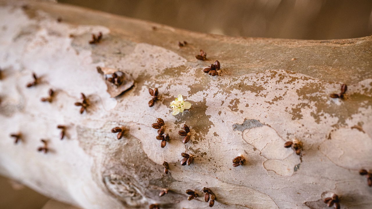 A jabuticabeira é uma árvore frutífera muito cultivada no Brasil, valorizada por seus frutos doces e aromáticos