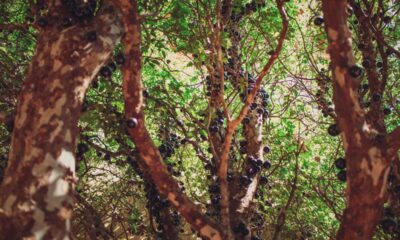 Quanto custa plantar jabuticabeira em casa e ter jabuticabas docinhas direto do quintal