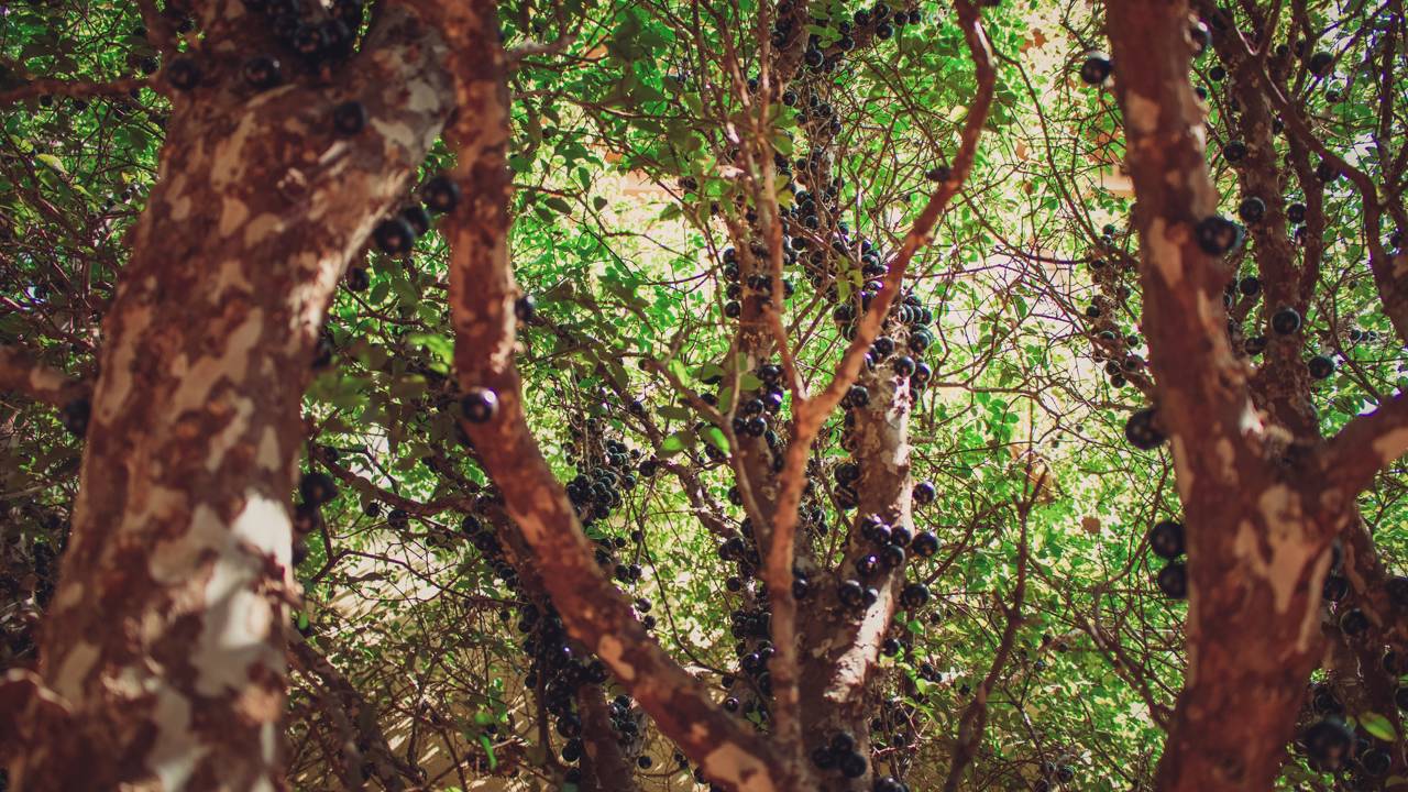 Quanto custa plantar jabuticabeira em casa e ter jabuticabas docinhas direto do quintal