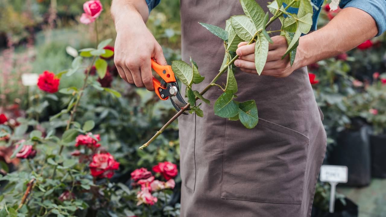 Algumas flores desafiam as estações e mantêm o colorido vivo o ano inteiro