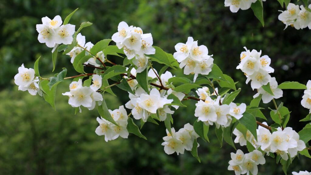 4 tipos de flores que atraem boas energias para o lar