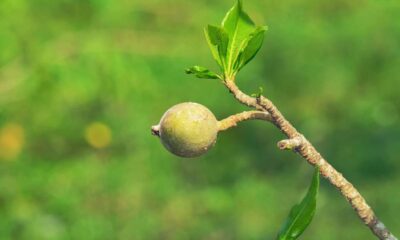 Quanto custa plantar jenipapo e colher frutos aromáticos em casa
