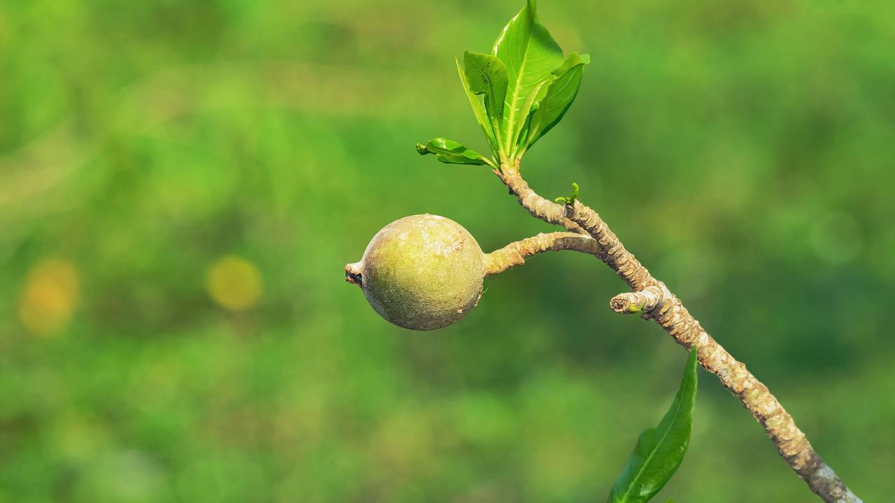 Quanto custa plantar jenipapo e colher frutos aromáticos em casa