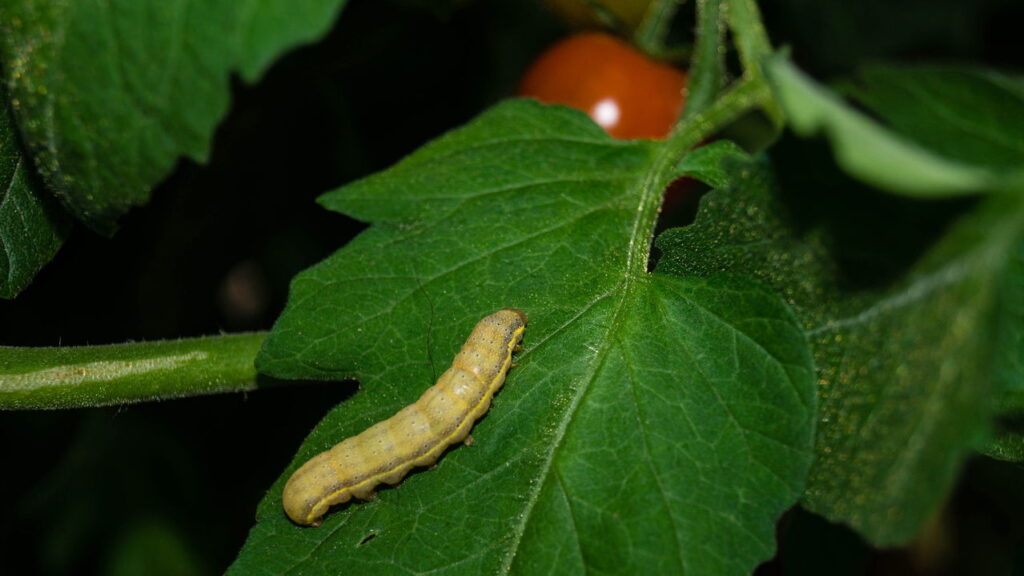 O que significa quando aparecem lagartas nas minhas plantas do jardim