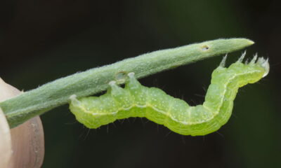 O que significa quando aparecem lagartas nas minhas plantas do jardim