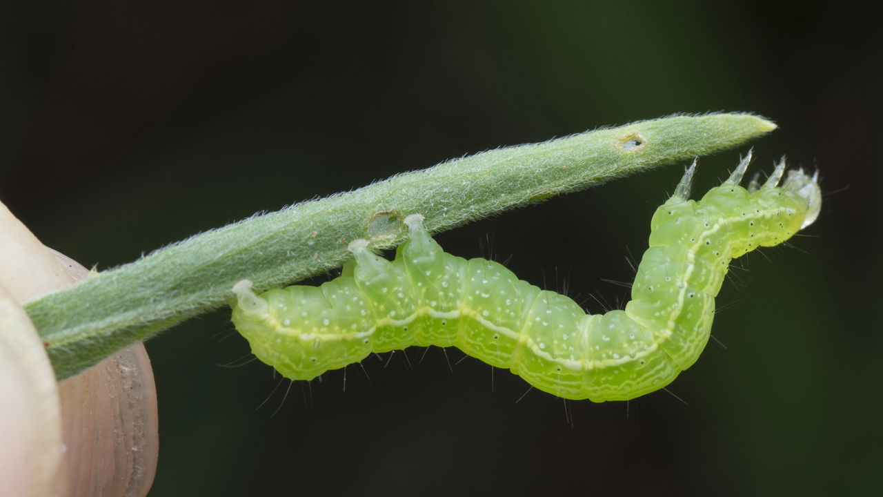 O que significa quando aparecem lagartas nas minhas plantas do jardim