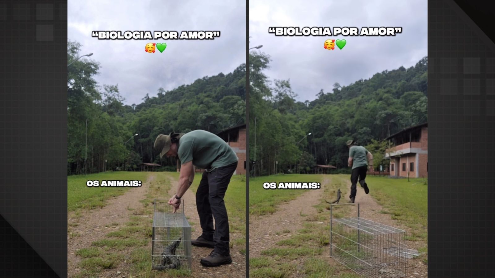 Vídeo de lagarto correndo atrás de biólogo e viraliza nas redes sociais