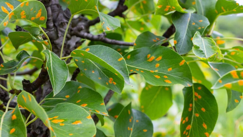Laranjeira com folhas amareladas? Entenda o motivo