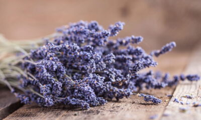 Embora a lavanda seja reconhecida por sua beleza e aroma marcante, os cuidados exigidos podem ser complexos para jardineiros iniciantes