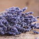 Embora a lavanda seja reconhecida por sua beleza e aroma marcante, os cuidados exigidos podem ser complexos para jardineiros iniciantes