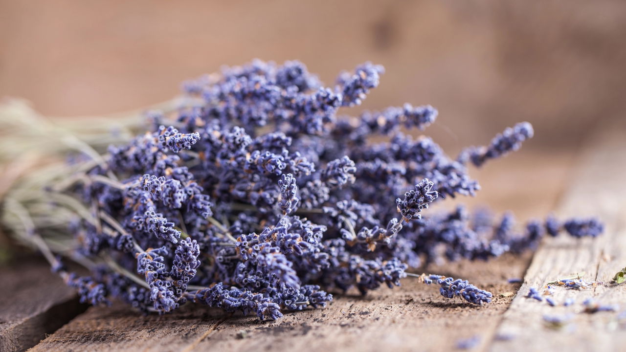 Embora a lavanda seja reconhecida por sua beleza e aroma marcante, os cuidados exigidos podem ser complexos para jardineiros iniciantes