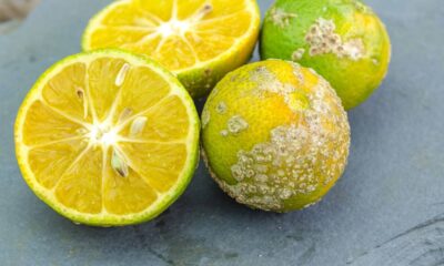 O limão cravo é uma excelente opção para quem deseja montar uma horta caseira produtiva e aromática