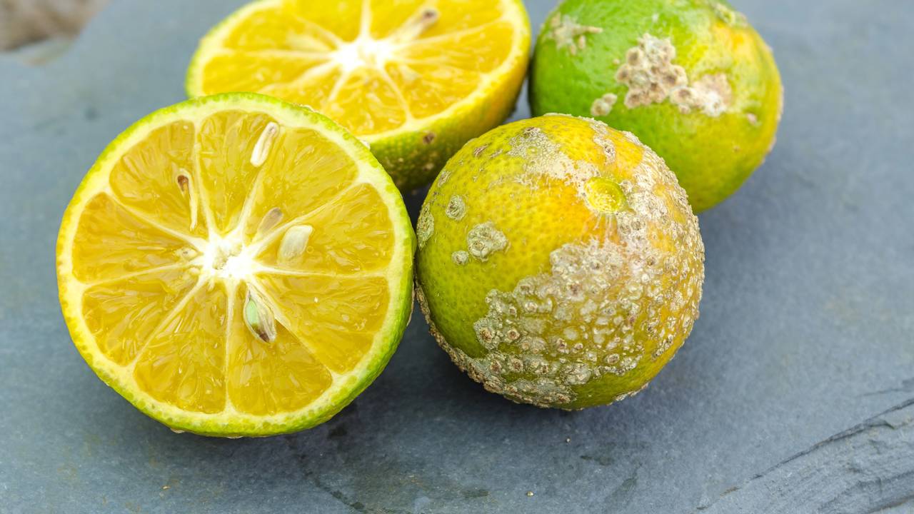 O limão cravo é uma excelente opção para quem deseja montar uma horta caseira produtiva e aromática