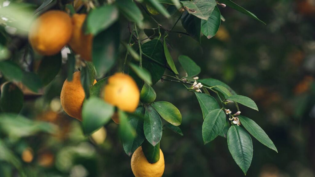 Como fazer o limoeiro produzir mais e por mais tempo