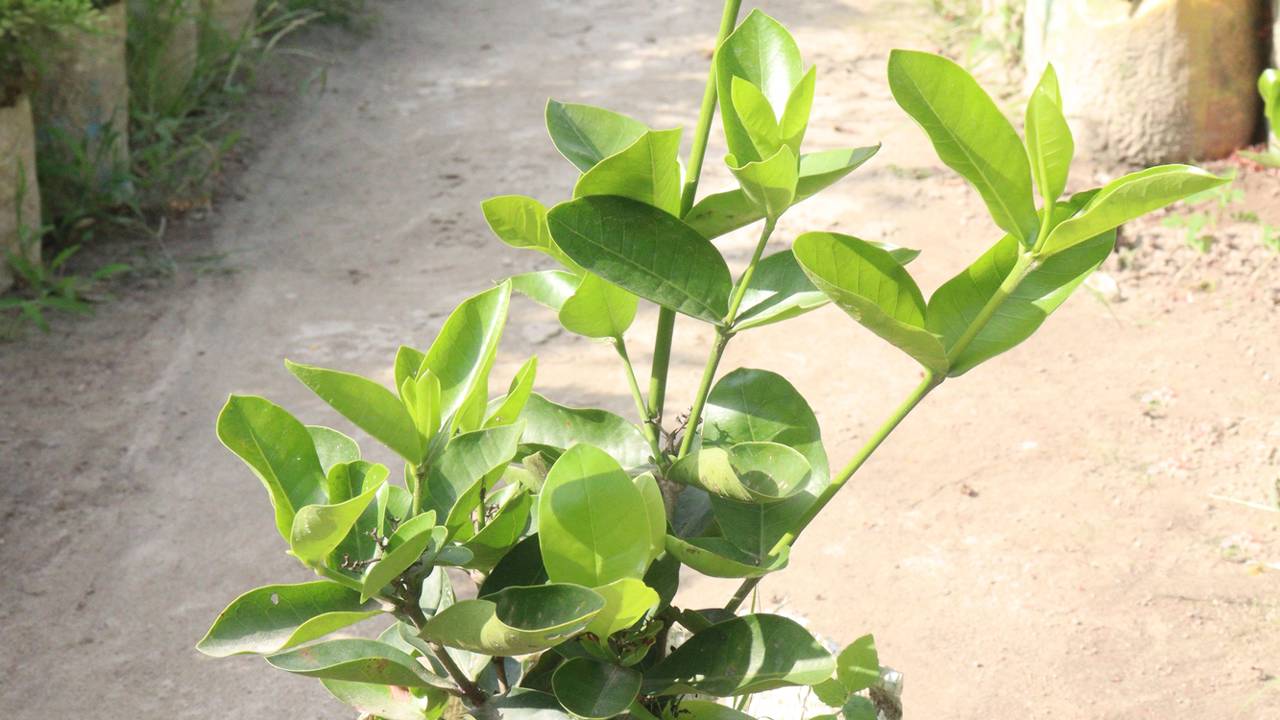 Como fazer o limoeiro produzir mais e por mais tempo