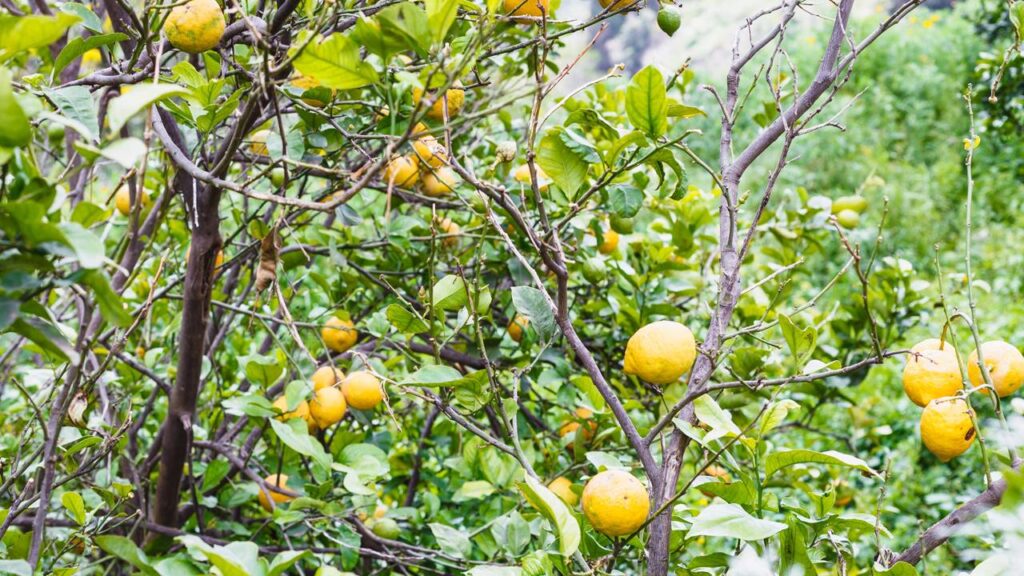 Plantar limão-siciliano pode transformar o jardim ao adicionar um toque cítrico e refrescante, além de proporcionar frutos com sabor ácido, casca brilhante e aplicações culinárias variadas. Com os cuidados certos no plantio e na manutenção, você consegue produzir limões-sicilianos saudáveis e em boa quantidade.