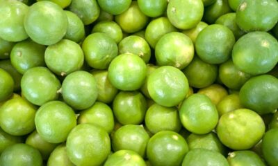 Quanto tempo o pé de limão leva para dar seus primeiros frutos