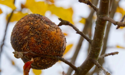 Com a chegada do outono, muitos jardineiros enfrentam sérios problemas quando os frutos começam a apodrecer antes de amadurecer