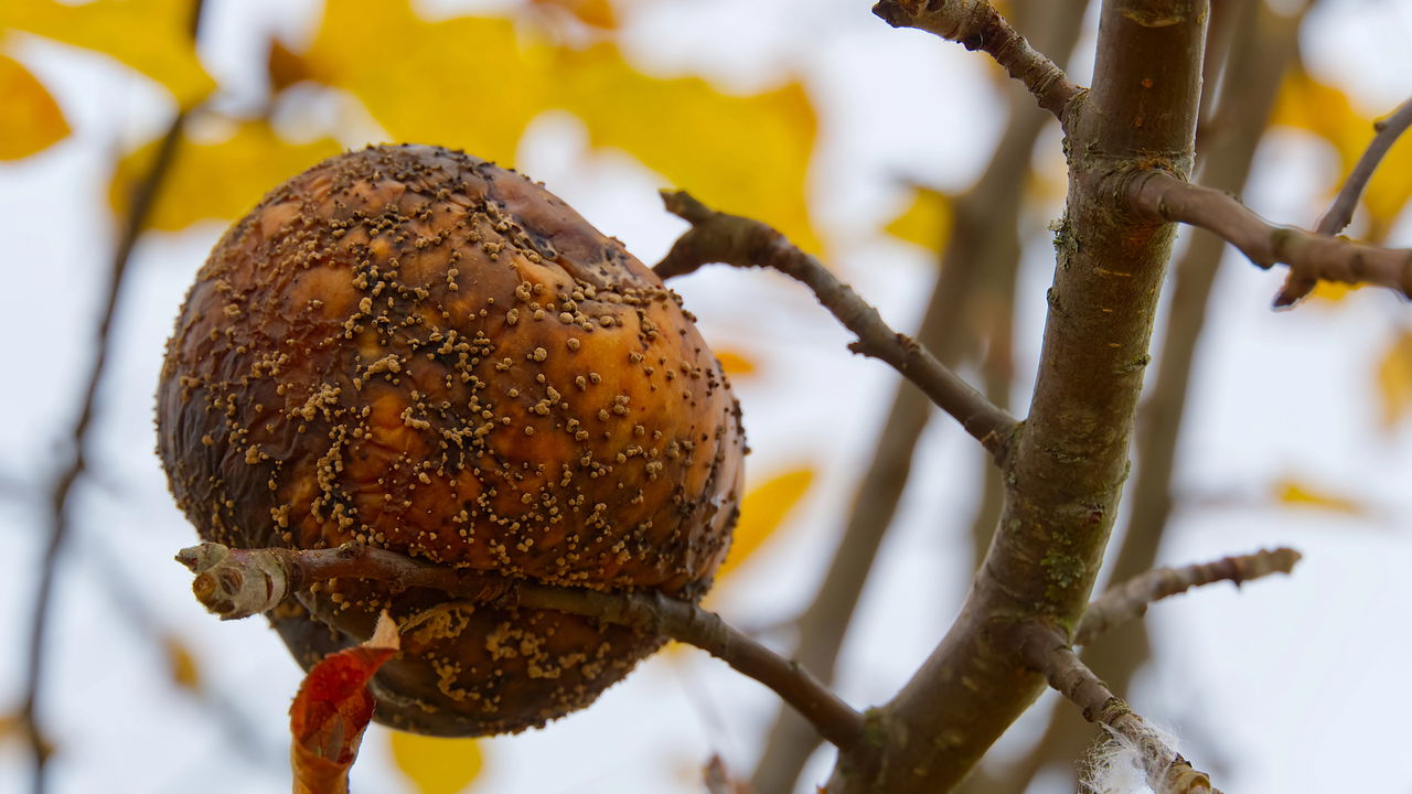 Com a chegada do outono, muitos jardineiros enfrentam sérios problemas quando os frutos começam a apodrecer antes de amadurecer