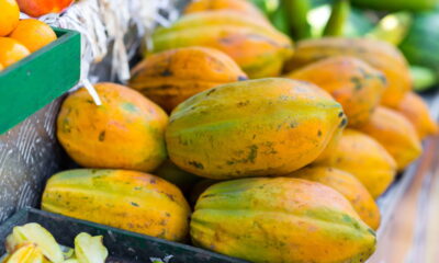 Cultivar mamão formosa em casa é uma experiência recompensadora e acessível para iniciantes