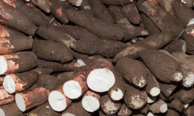 A mandioca, raiz de grande importância para a alimentação nacional, possui diferentes nomes conforme a região do Brasil. No Sudeste, ela é conhecida principalmente como aipim